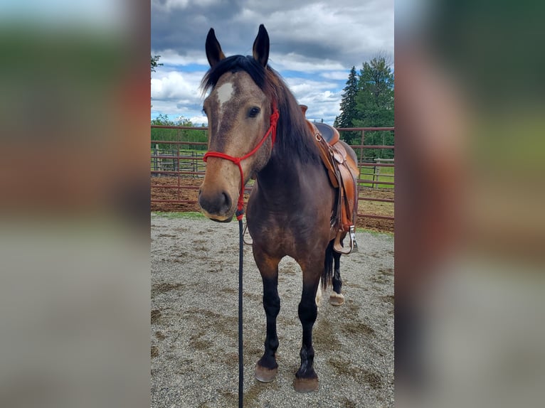 Mustang (kanadisch) Wallach 4 Jahre 153 cm Buckskin in Kerns