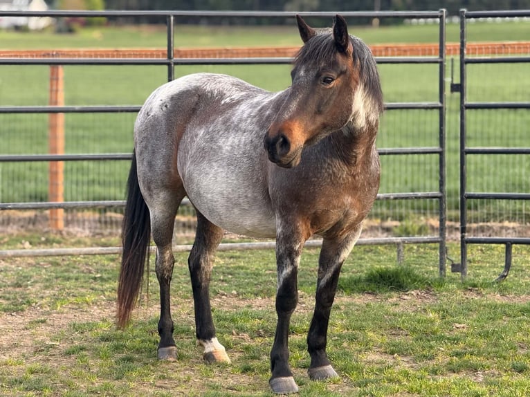 Mustang Klacz 12 lat 143 cm Gniadodereszowata in 00
