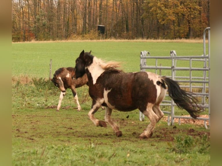 Mustang Klacz 13 lat 147 cm Tobiano wszelkich maści in Zürbach