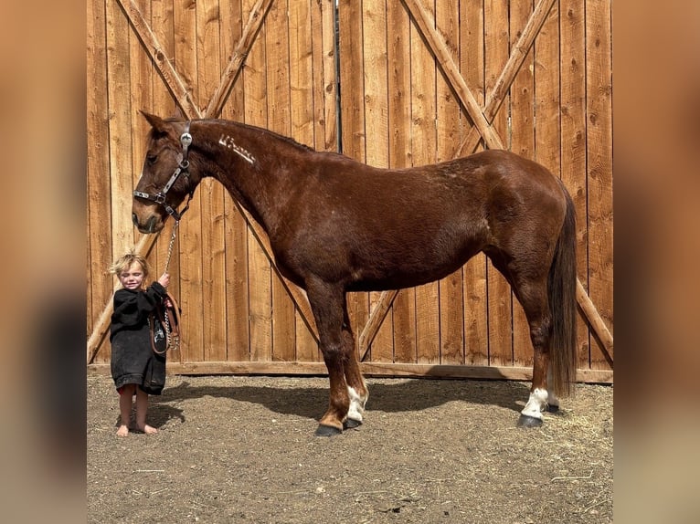 Mustang Klacz 15 lat 150 cm Cisawa in Fort Collins