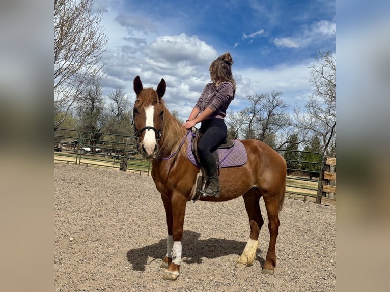 Mustang Klacz 15 lat 150 cm Cisawa in Fort Collins