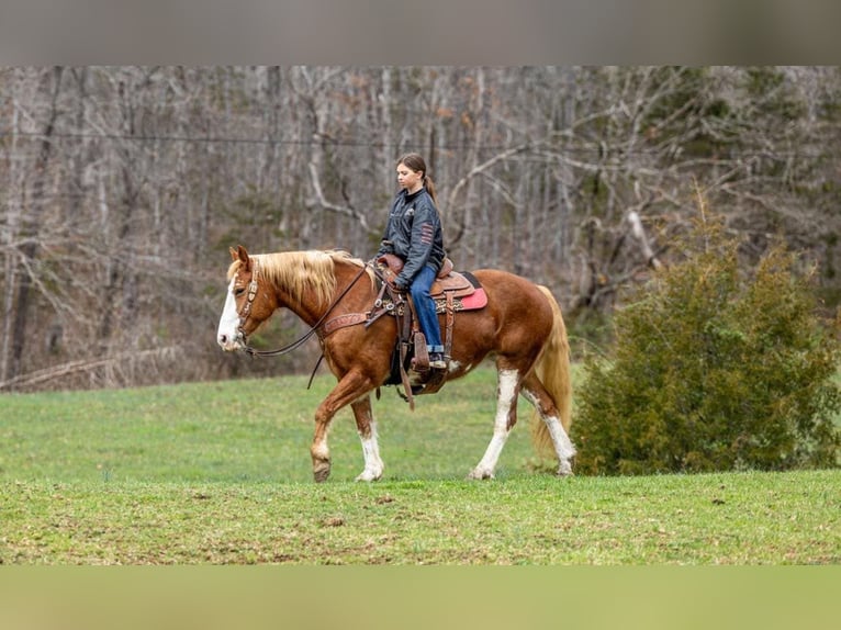 Mustang Klacz 15 lat Ciemnokasztanowata in wallingford KY