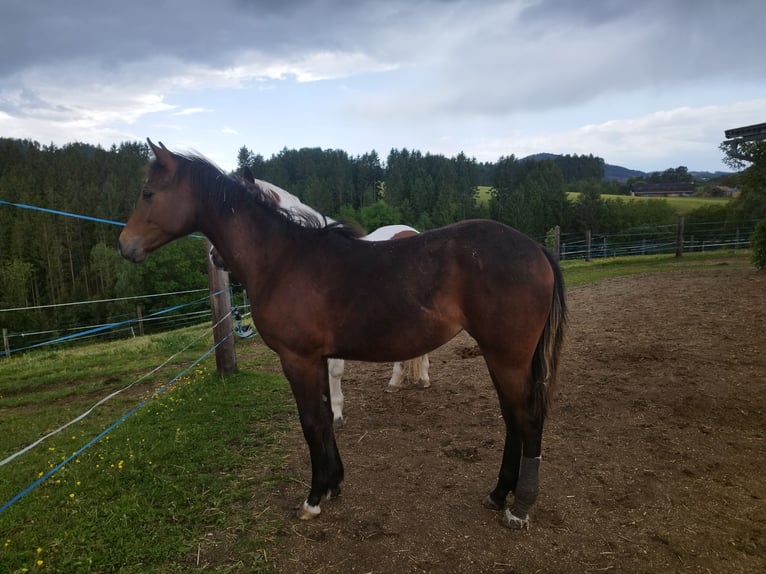 Mustang Klacz 19 lat 153 cm Srokata in Gutau