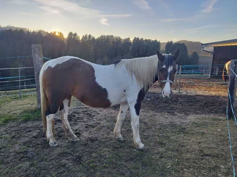 Mustang Klacz 19 lat 153 cm Srokata in Gutau