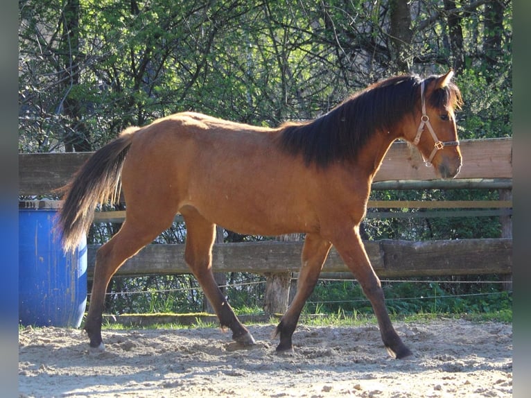 Mustang Klacz 1 Rok 155 cm Bułana in Siegen