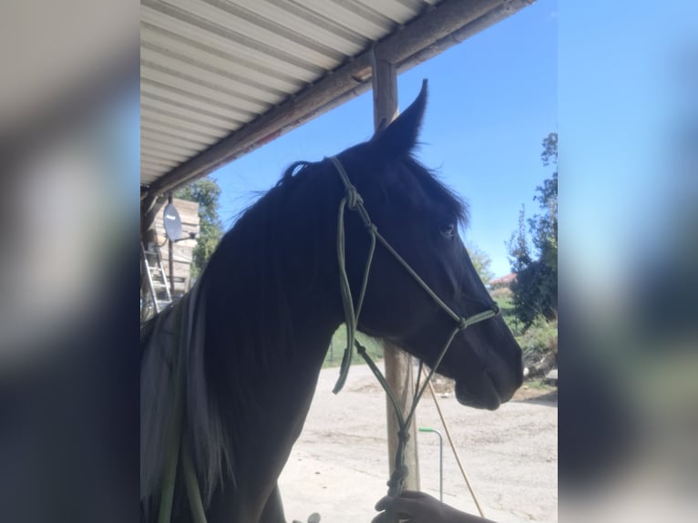 Mustang Mix Klacz 1 Rok 160 cm Tobiano wszelkich maści in Kupferzell