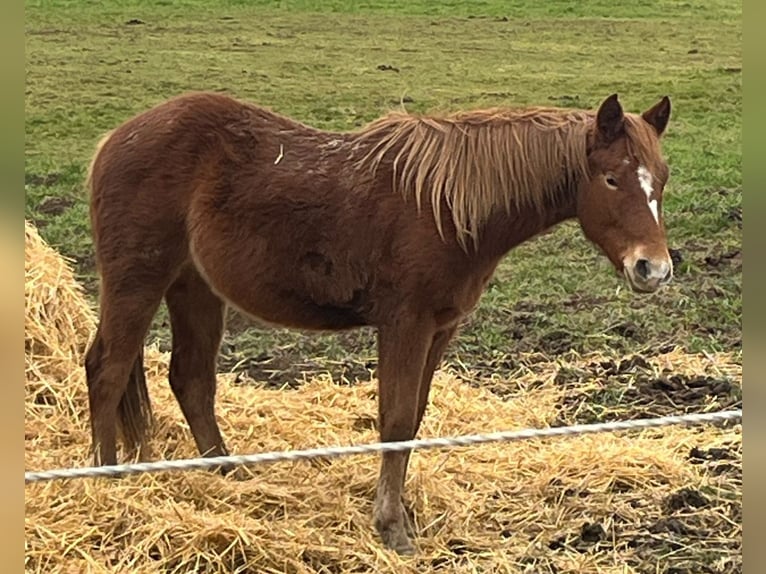 Mustang Klacz 2 lat 150 cm Ciemnokasztanowata in Oberbachheim