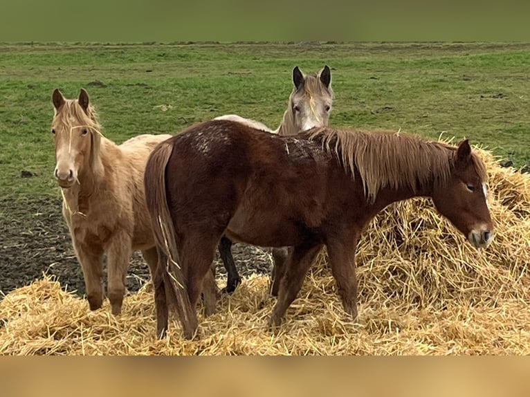 Mustang Klacz 2 lat 150 cm Ciemnokasztanowata in Oberbachheim