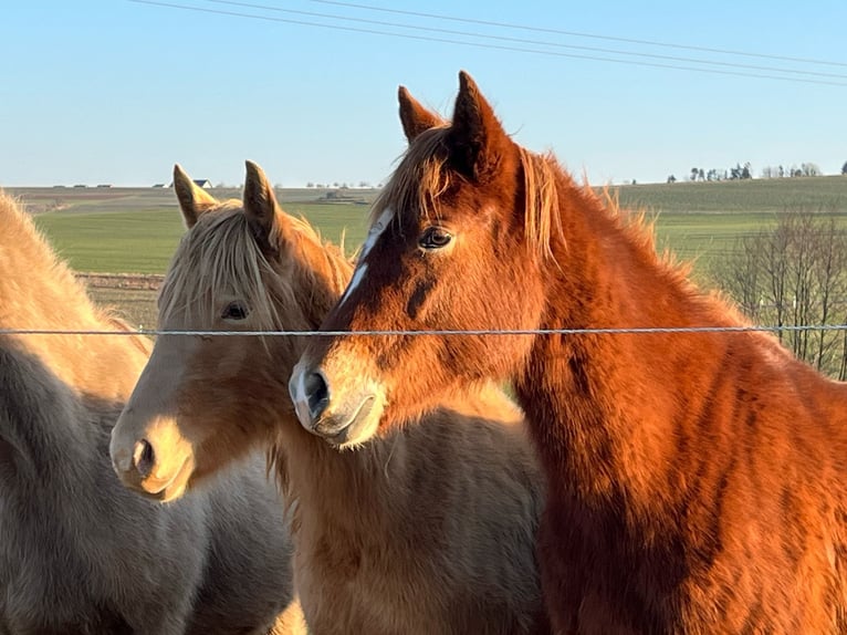 Mustang Klacz 2 lat 150 cm Ciemnokasztanowata in Oberbachheim