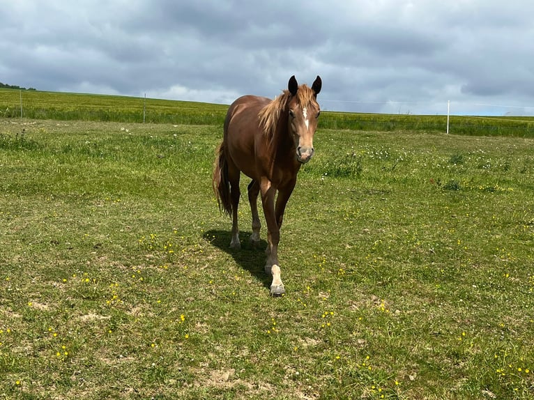 Mustang Klacz 2 lat 150 cm Ciemnokasztanowata in Oberbachheim