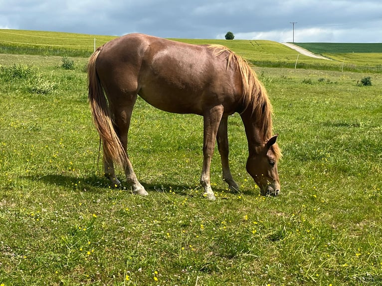 Mustang Klacz 2 lat 150 cm Ciemnokasztanowata in Oberbachheim