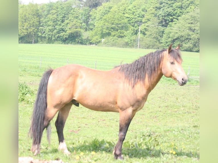 Mustang Klacz 2 lat 150 cm Ciemnokasztanowata in Oberbachheim