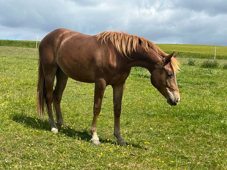 Mustang Klacz 2 lat 150 cm Ciemnokasztanowata in Oberbachheim