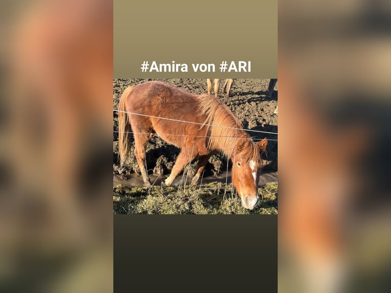 Mustang Klacz 2 lat 150 cm Ciemnokasztanowata in Oberbachheim