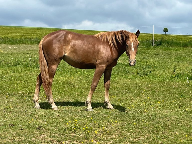 Mustang Klacz 2 lat 150 cm Ciemnokasztanowata in Oberbachheim