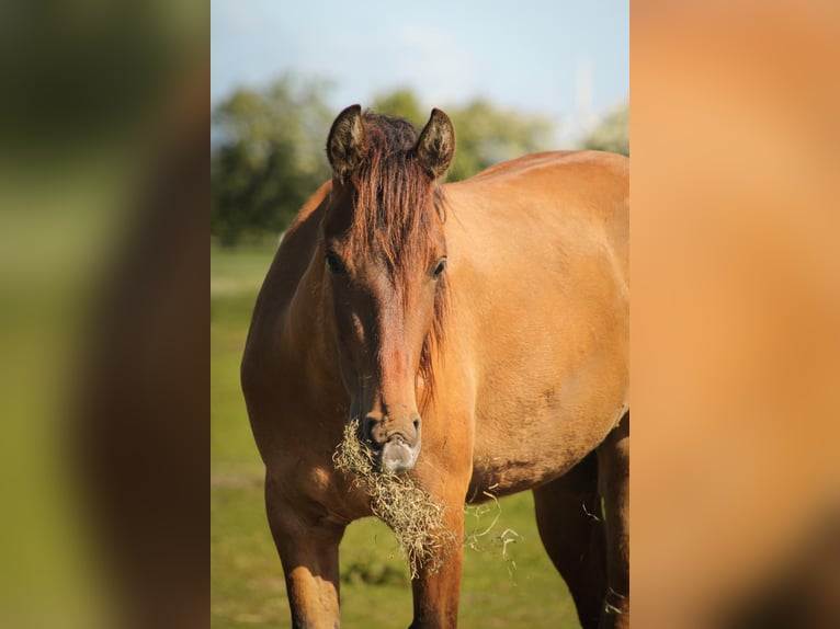 Mustang Klacz 3 lat 147 cm Bułana in Kalkar