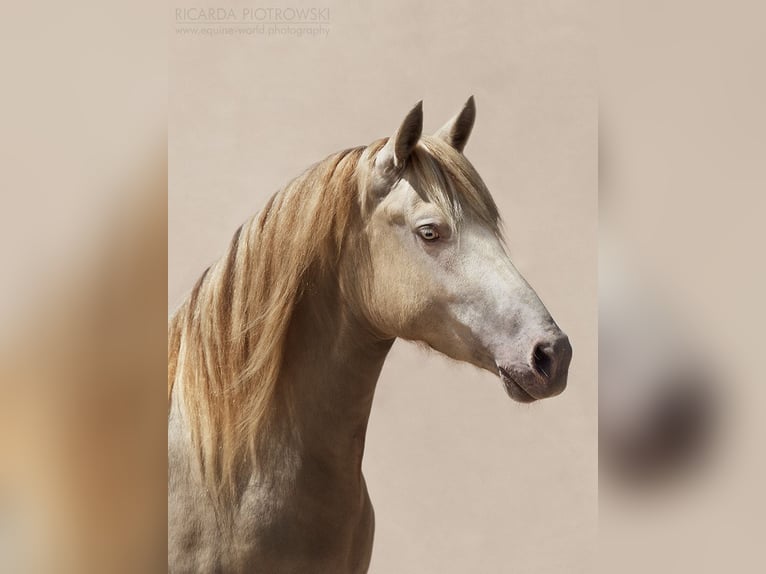 Mustang Klacz 3 lat 150 cm Perłowa in Kalkar