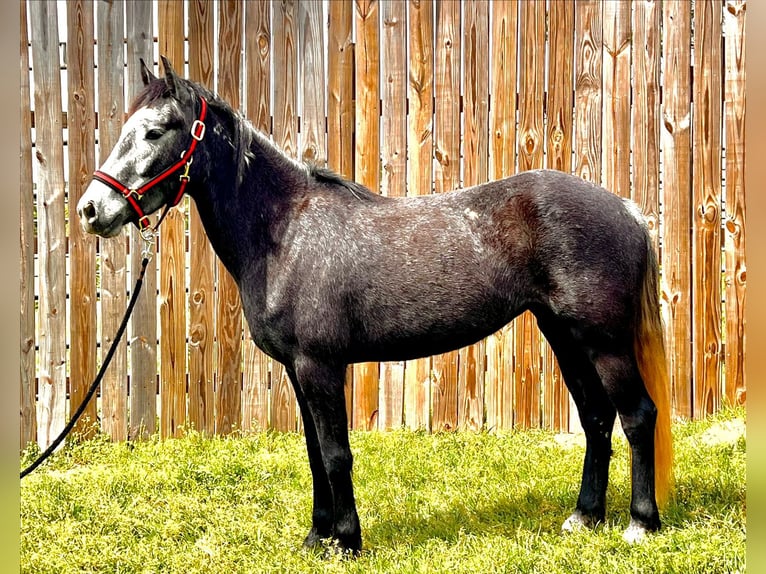 Mustang Klacz 5 lat 136 cm in Lyons