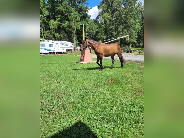 Mustang Klacz 6 lat 142 cm Ciemnogniada in Laceys Spring, AL