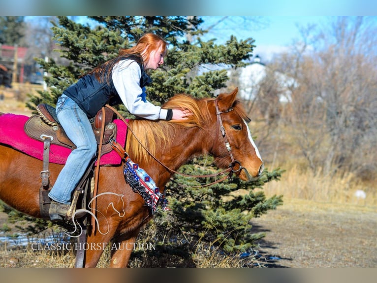 Mustang Klacz 6 lat 142 cm in Fort Collins, CO