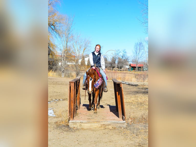 Mustang Klacz 6 lat 142 cm in Fort Collins, CO