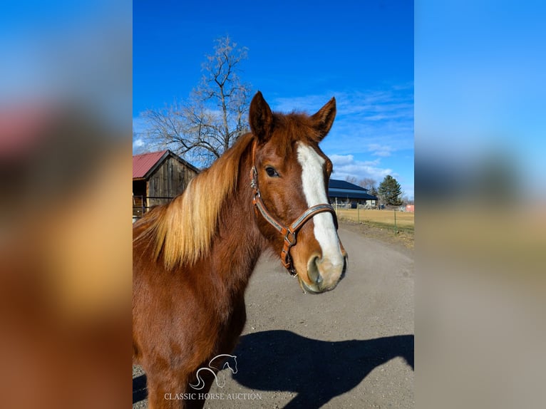 Mustang Klacz 6 lat 142 cm in Fort Collins, CO