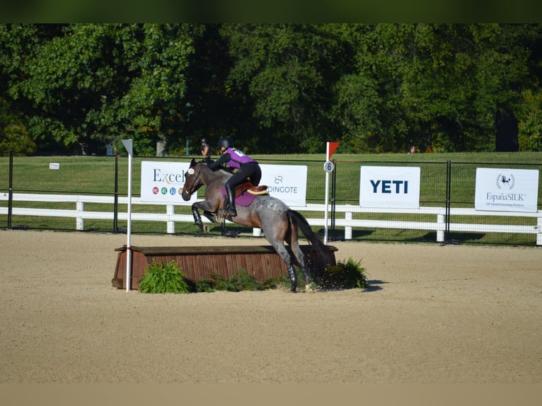 Mustang Klacz 6 lat Gniadodereszowata in Floresville