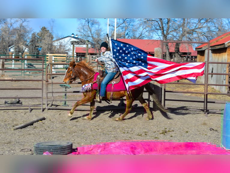Mustang Klacz 7 lat 142 cm Cisawa in Fort Collins