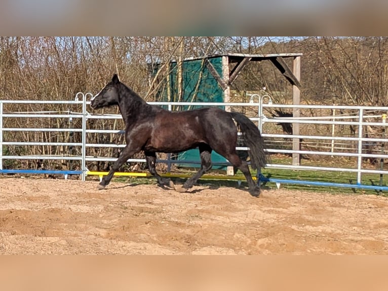 Mustang Mix Klacz 9 lat 150 cm Kara in Leutenbach