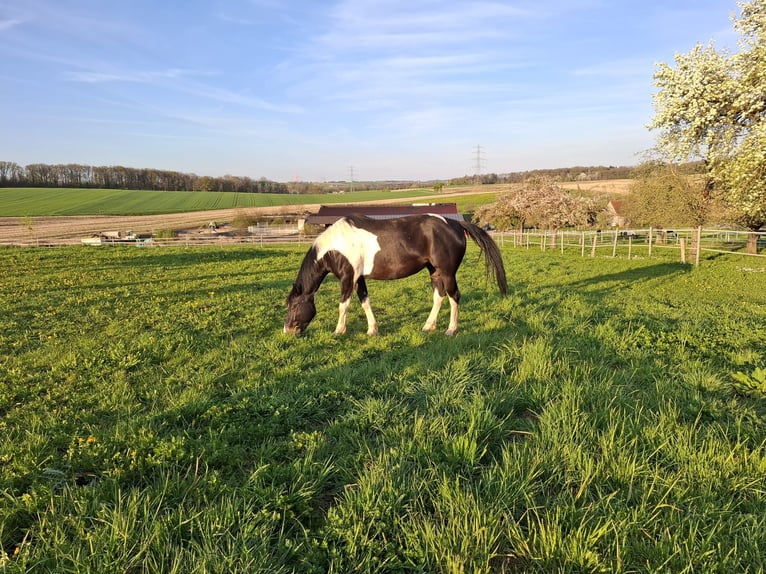 Mustang Klacz 9 lat 155 cm Srokata in Kupferzell