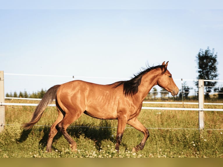 Mustang Ogier 1 Rok 158 cm Bułana in Maxsain