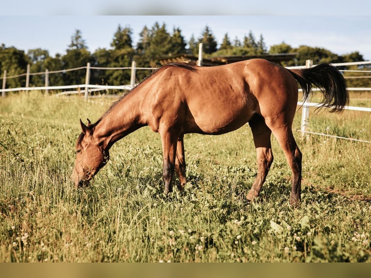 Mustang Ogier 1 Rok 158 cm Bułana in Maxsain