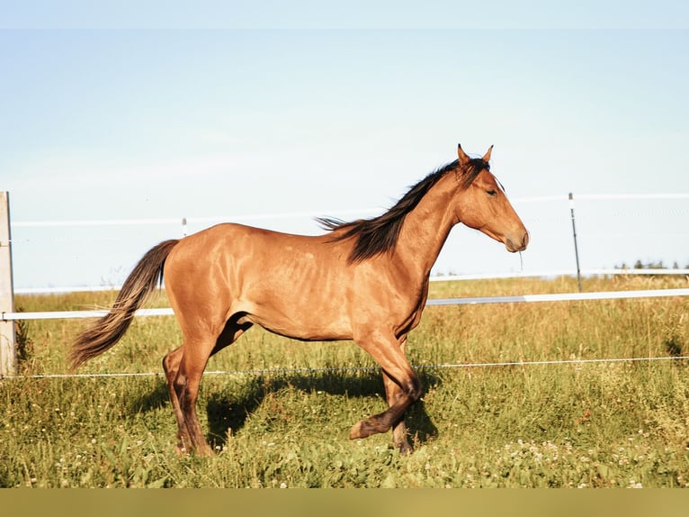 Mustang Ogier 1 Rok 158 cm Bułana in Maxsain