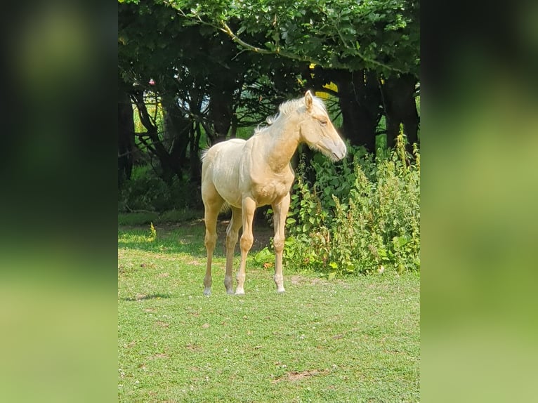 Mustang Mix Ogier Źrebak (03/2024) 150 cm Izabelowata in Ötzingen