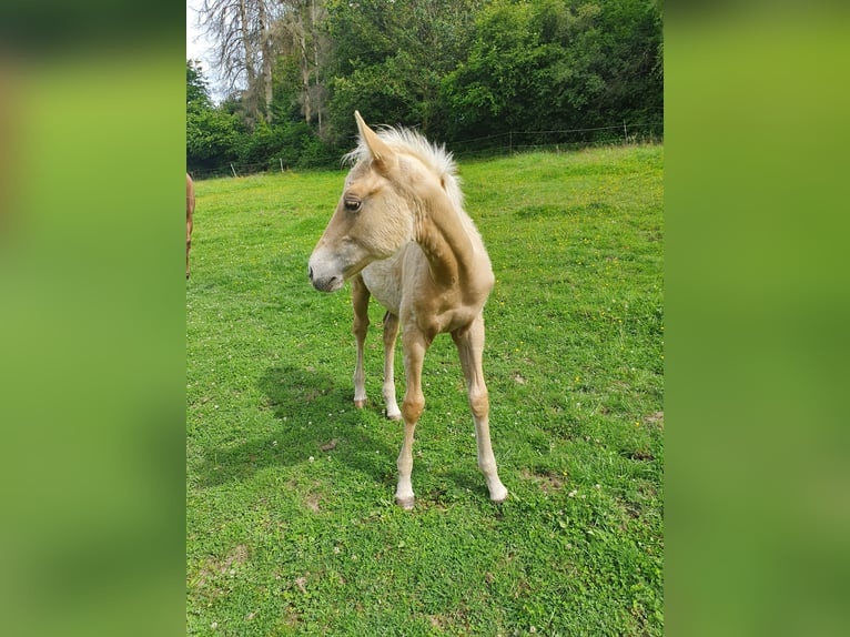 Mustang Mix Ogier Źrebak (03/2024) 150 cm Izabelowata in Ötzingen