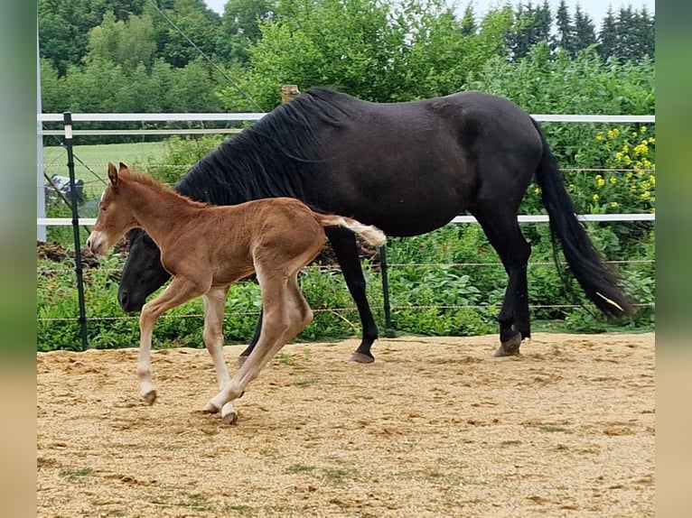 Mustang Ogier Źrebak (05/2025) 152 cm Ciemnokasztanowata in Maxsain