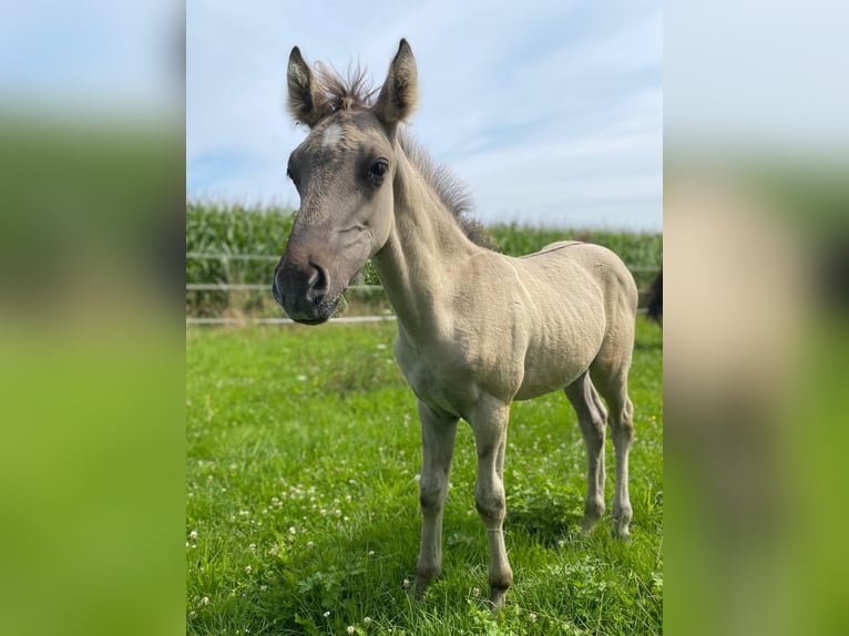 Mustang Ogier Źrebak (06/2025) Grullo in Willst&#xE4;tt