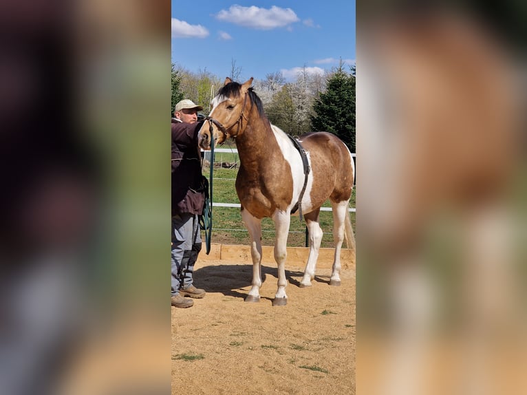 Mustang Semental 3 años 154 cm in Maxsain