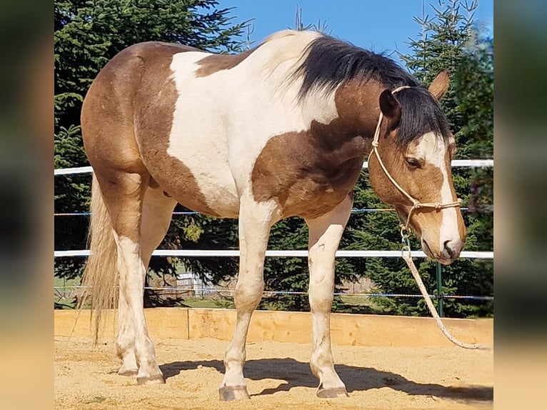 Mustang Semental 3 años 154 cm in Maxsain