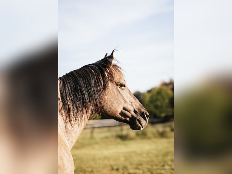 Mustang Semental Grullo in Maxsain
