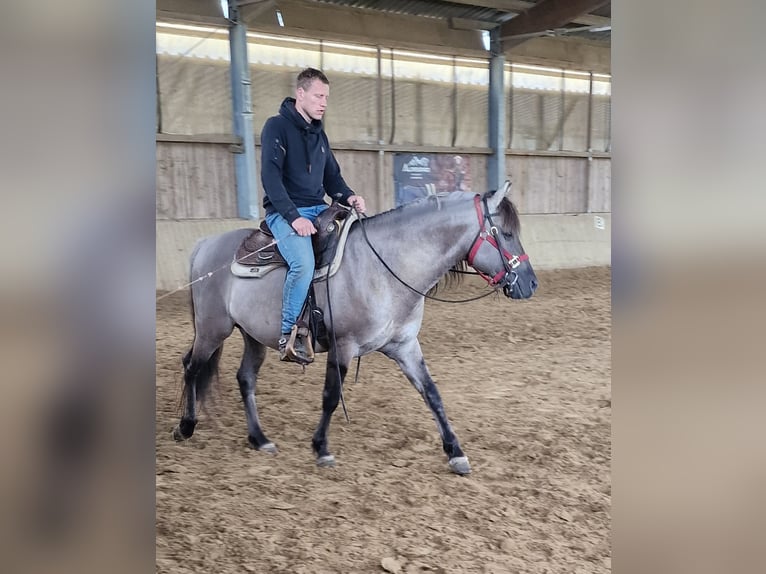 Mustang Semental Grullo in Maxsain