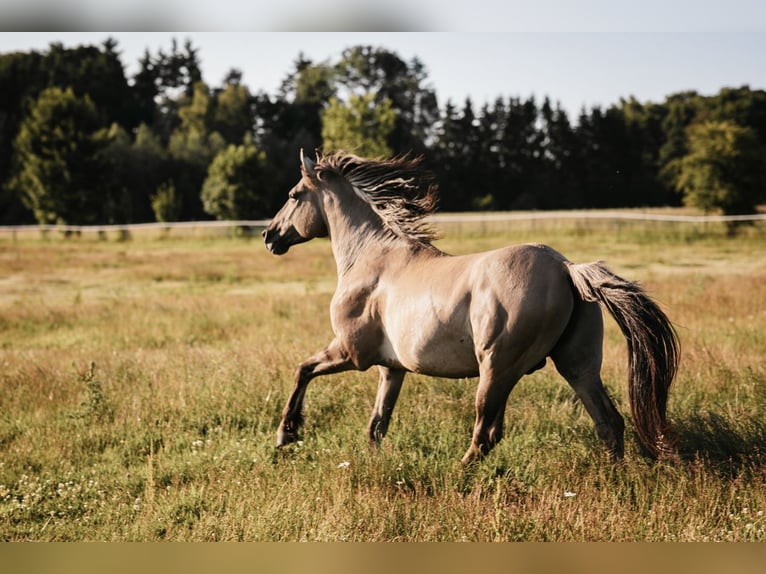 Mustang Semental Grullo in Maxsain