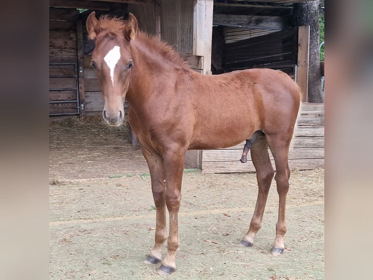 Mustang Semental Potro (05/2025) 152 cm Alazán-tostado in Maxsain