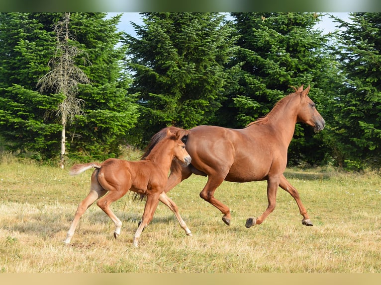 Mustang Semental Potro (06/2026) 154 cm Alazán-tostado in Krümmel