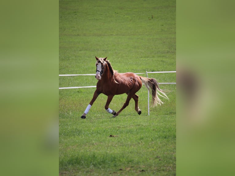 Mustang Wałach 10 lat 146 cm Kasztanowata in Rot an der Rot