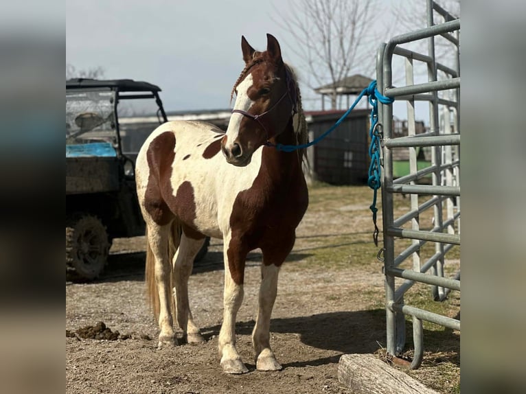Mustang Wałach 10 lat 148 cm Srokata in Heinzenbach