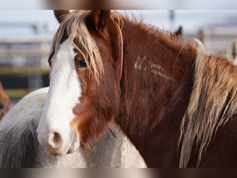 Mustang Wałach 10 lat 149 cm Kasztanowata in Rot an der Rot