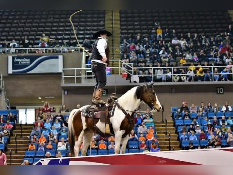 Mustang Wałach 12 lat 152 cm Tobiano wszelkich maści in Brierfield