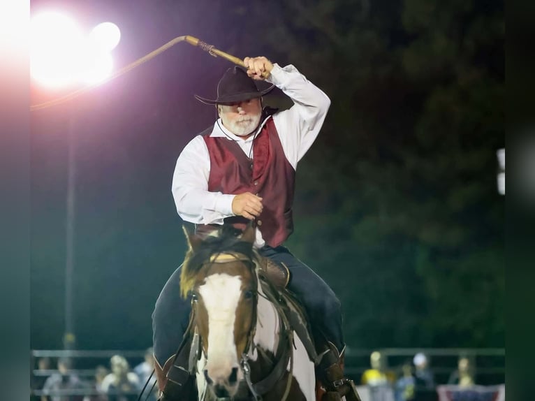 Mustang Wałach 12 lat 152 cm Tobiano wszelkich maści in Brierfield