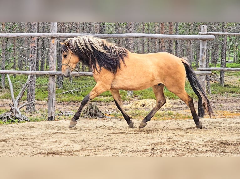 Mustang Wałach 2 lat 150 cm Bułana in Inari